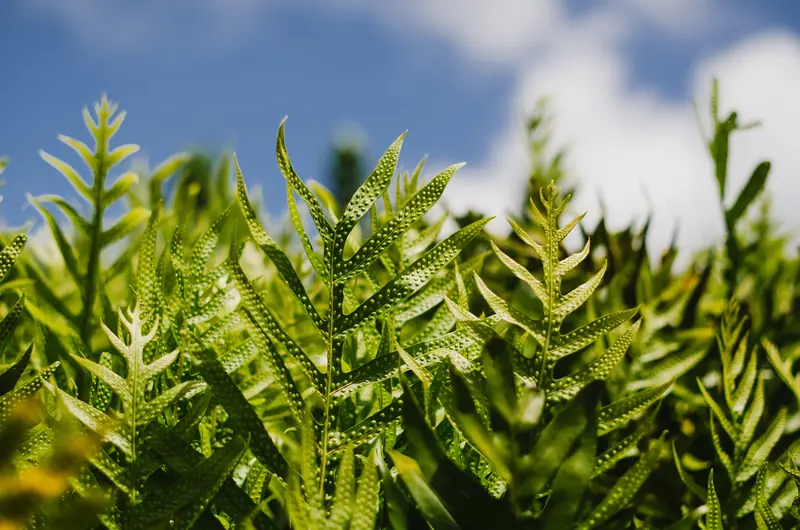 Bright green fern fronds against a blue sky