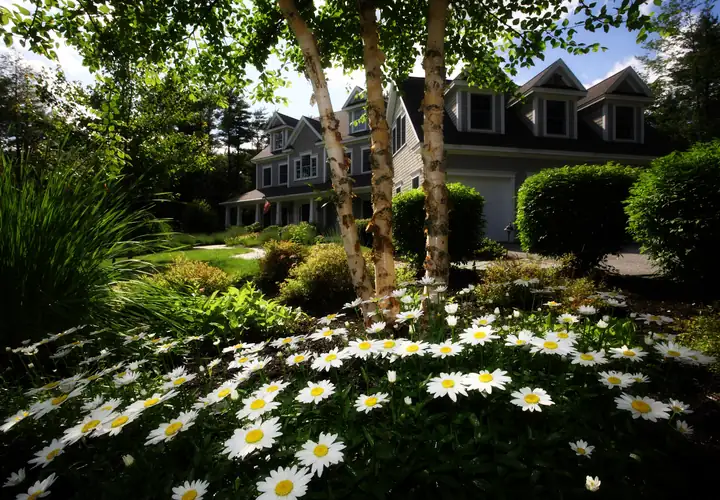 White daisies and birch trees in front of a shingled house