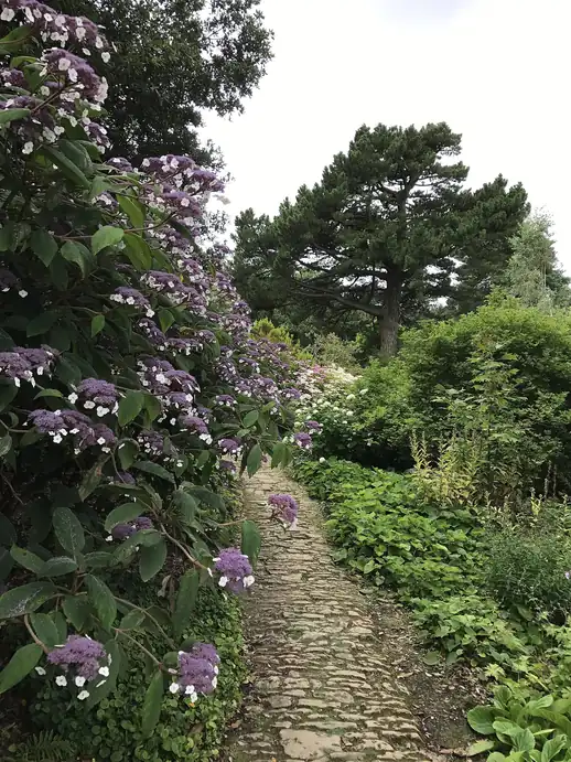 A narrow stone path running between flowering shrubs and tall pines