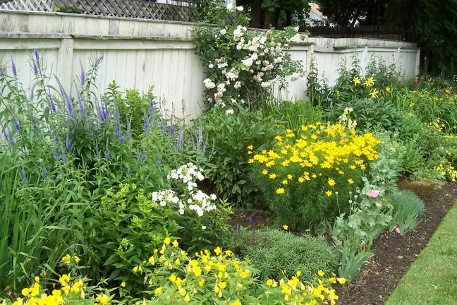 A perennial border of yellow, white and purple flowers along a white fence
